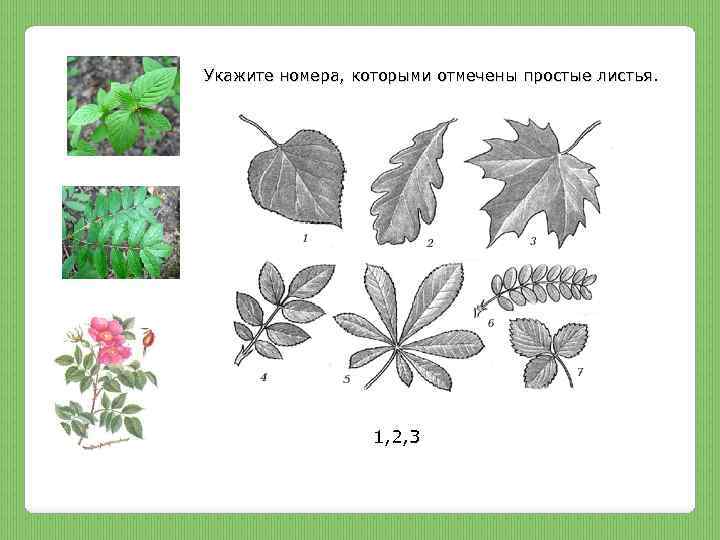 Рассмотрите рисунок выпишите цифры которыми обозначены простые листья и сложные листья