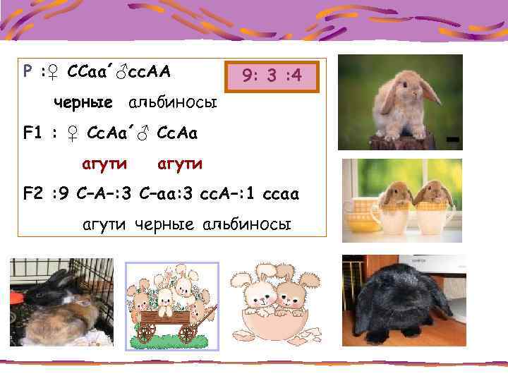 P : ♀ CCaa´♂cc. AA 9: 3 : 4 черные альбиносы F 1 :