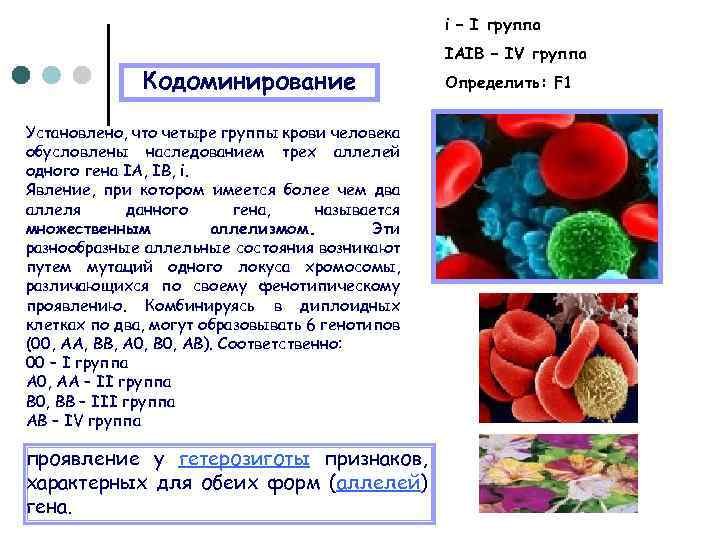 i – I группа Кодоминирование Установлено, что четыре группы крови человека обусловлены наследованием трех