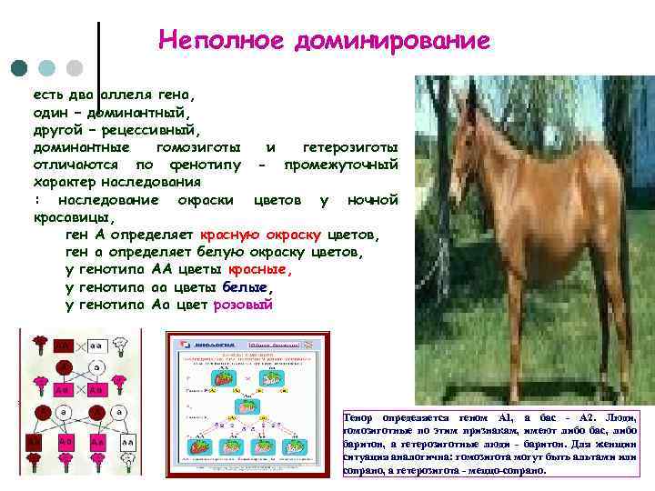 Неполное доминирование есть два аллеля гена, один – доминантный, другой – рецессивный, доминантные гомозиготы