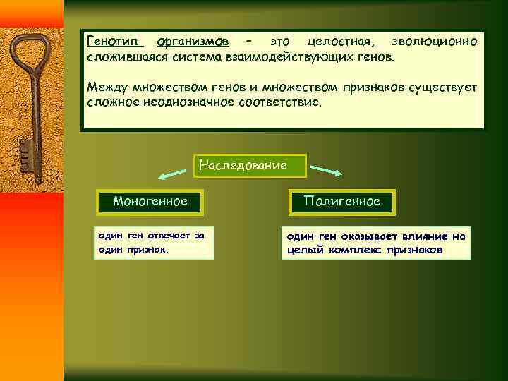 Генотип организмов – это целостная, эволюционно сложившаяся система взаимодействующих генов. Между множеством генов и