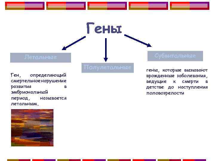 Гены Субвитальные Летальные Полулетальные Ген, определяющий смертельное нарушение развития в эмбриональный период, называется летальным.