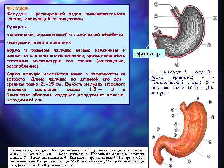 ЖЕЛУДОК Желудок - расширенный отдел пищеварительного канала, следующий за пищеводом. Функции: • накопления, механической