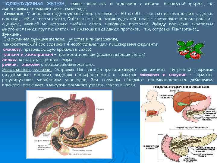 ПОДЖЕЛУДОЧНАЯ ЖЕЛЕЗА, пищеварительная и эндокринная железа. Вытянутой формы, по очертаниям напоминает кисть винограда. Строение.