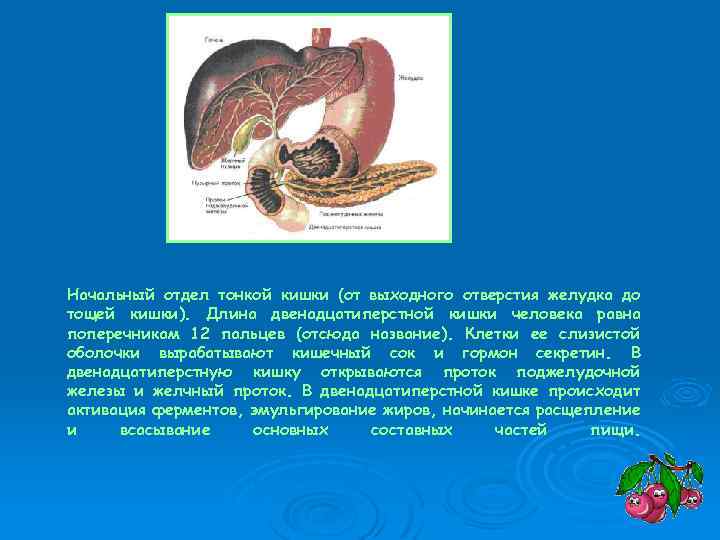 Начальный отдел тонкой кишки (от выходного отверстия желудка до тощей кишки). Длина двенадцатиперстной кишки