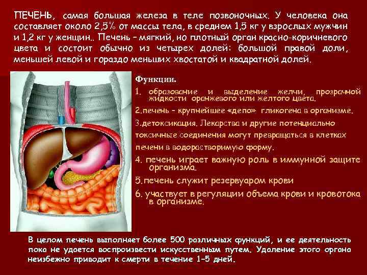 ПЕЧЕНЬ, самая большая железа в теле позвоночных. У человека она составляет около 2, 5%