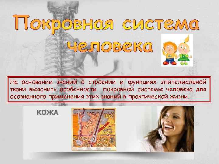 На основании знаний о строении и функциях эпителиальной ткани выяснить особенности покровной системы человека