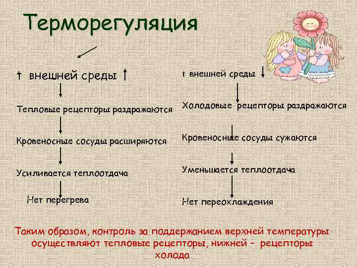 Терморегуляция t внешней среды Тепловые рецепторы раздражаются Холодовые рецепторы раздражаются Кровеносные сосуды расширяются Кровеносные