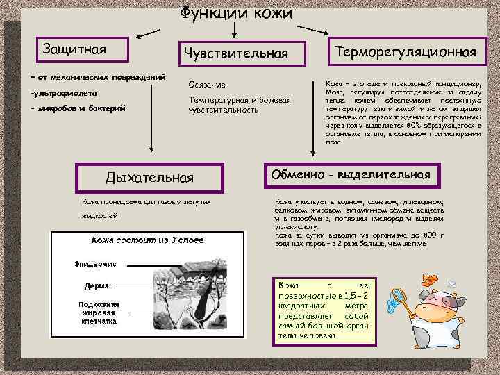 Функции кожи Защитная Чувствительная - от механических повреждений -ультрафиолета - микробов и бактерий Осязание