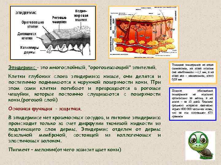 Эпидермис - это многослойный, 