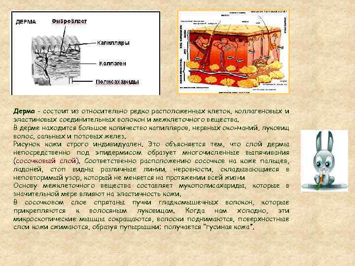 Дерма - состоит из относительно редко расположенных клеток, коллагеновых и эластиновых соединительных волокон и