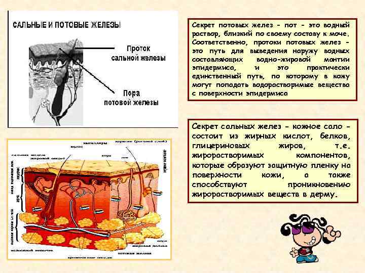 Секрет потовых желез - пот - это водный раствор, близкий по своему составу к