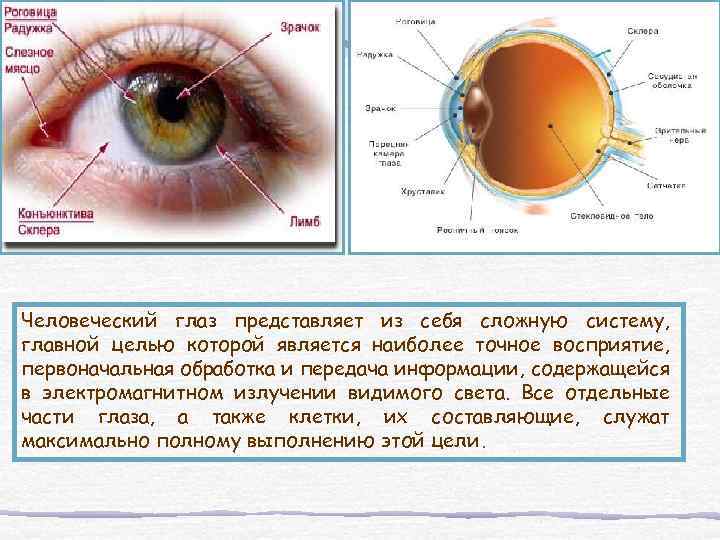 Пороговая чувствительность сетчатки человеческого глаза