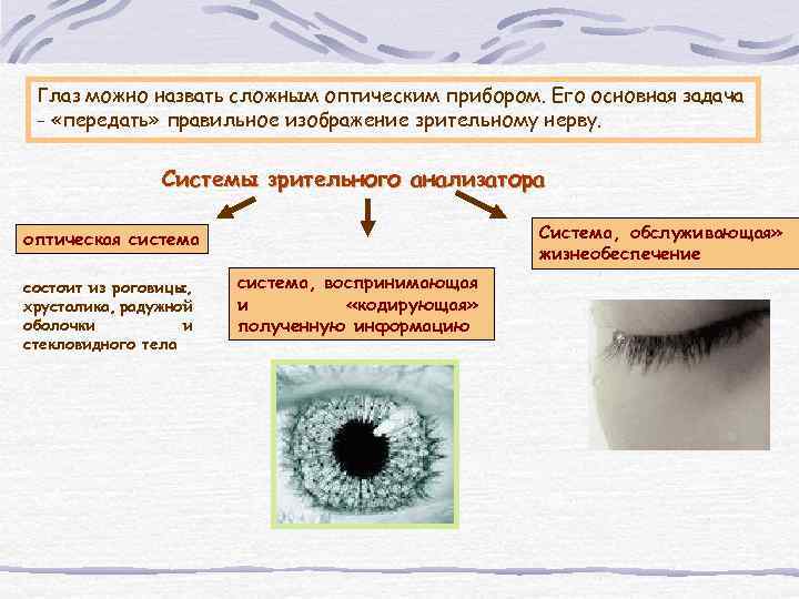 Глаз можно назвать сложным оптическим прибором. Его основная задача - «передать» правильное изображение зрительному