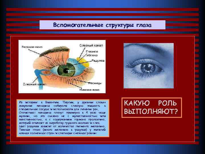 Вспомогательные структуры глаза Из истории: в Византии, Персии, у древних славян замужние женщины собирали