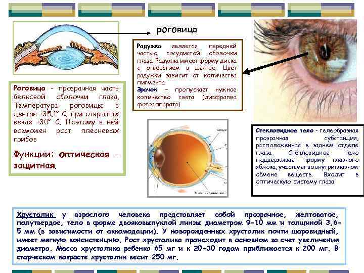 Функции роговицы глаза