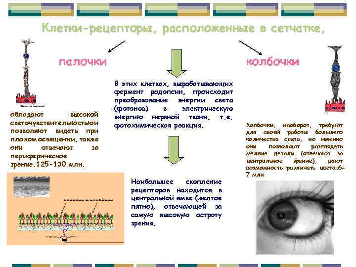 Клетки-рецепторы, расположенные в сетчатке, палочки обладают высокой светочувствительностью и позволяют видеть при плохом освещении,
