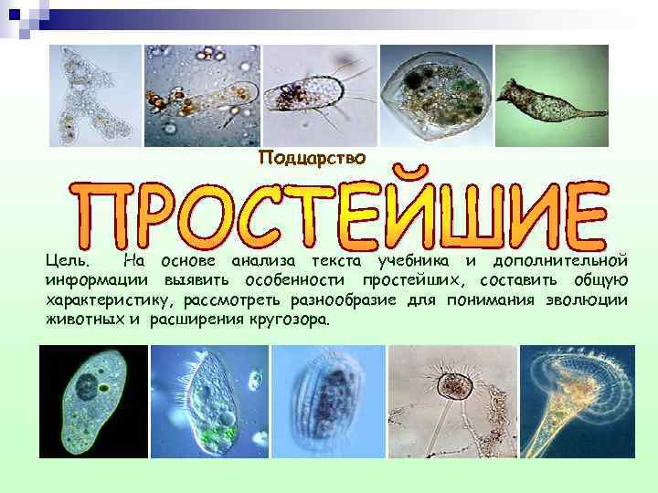 Подцарство простейшие презентация