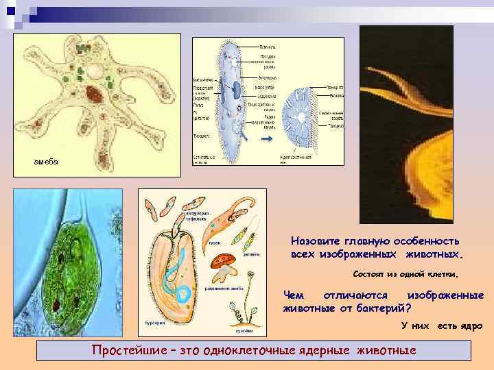 К какому подцарству типу относят животное изображенное на рисунке что обозначено буквами а и б