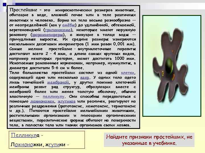 Простейшие – это микроскопических размеров животные, обитащие в воде, влажной почве или в теле