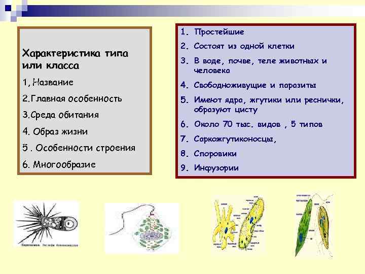 1. Простейшие Характеристика типа или класса 1, Название 2. Главная особенность 3. Среда обитания