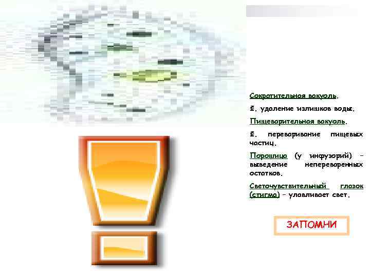 Сократительная вакуоль. Ф. удаление излишков воды. Пищеварительная вакуоль. Ф. переваривание частиц. пищевых Порошица (у