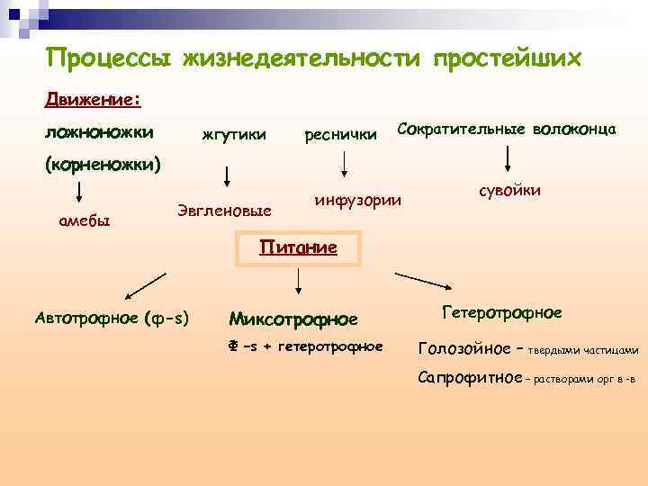 Строение и процессы жизнедеятельности. Процессы жизнедеятельности. Жизнедеятельность простейших. Строение и процессы жизнедеятельности простейших таблица. Процесс жизнедеятельности простейших таблица.