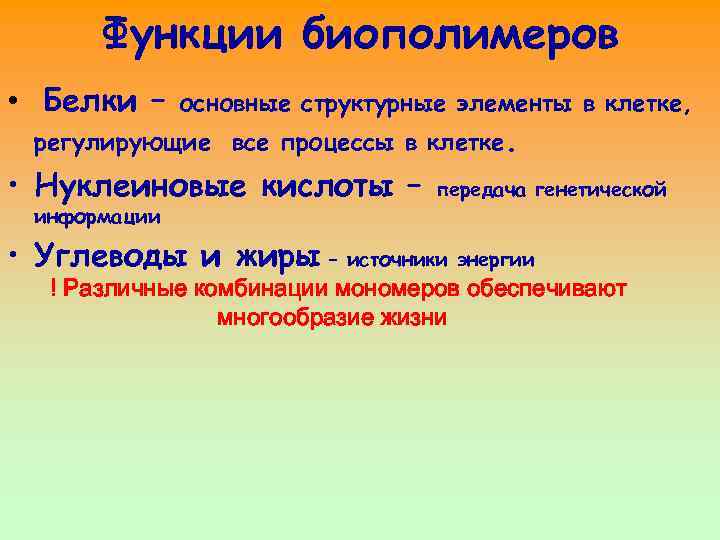 Функции биополимеров • Белки – основные структурные элементы в клетке, регулирующие все процессы в