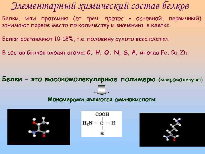 Элементарный химический состав белков Белки, или протеины (от греч. протос – основной, первичный) занимают