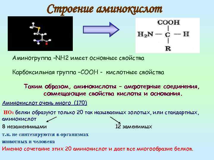Строение аминокислот Аминогруппа –NH 2 имеет основные свойства Карбоксильная группа –СООН - кислотные свойства