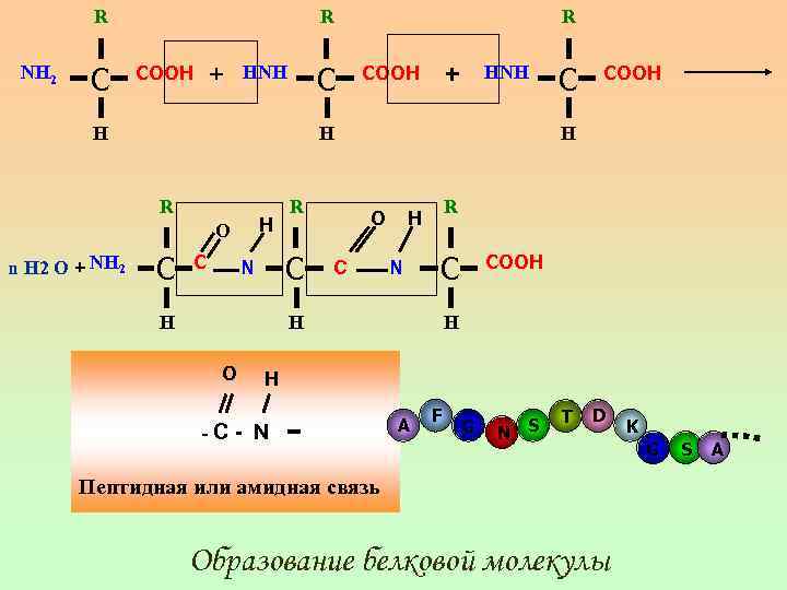 R NH 2 C R + COOH C HNH H + COOH HNH H