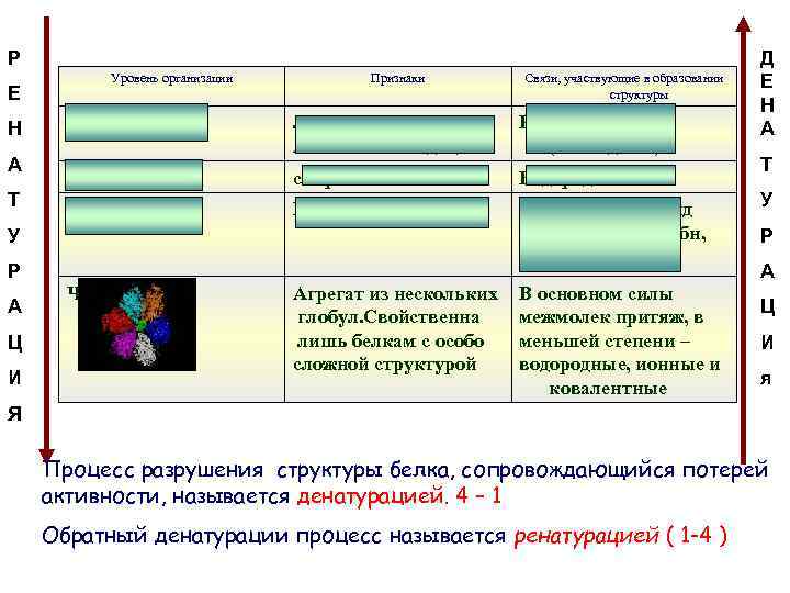 Р Е Н А Т Уровень организации Признаки Первичная Линейная последоват АК в полипептд.