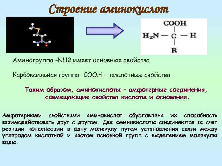 Свойства которые могут проявлять аминокислоты. Строение аминокислот. Строение молекулы аминокислоты.