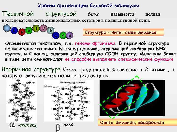 Уровни организации белковой молекулы Первичной структурой белка называется полная последовательность аминокислотных остатков в полипептидной