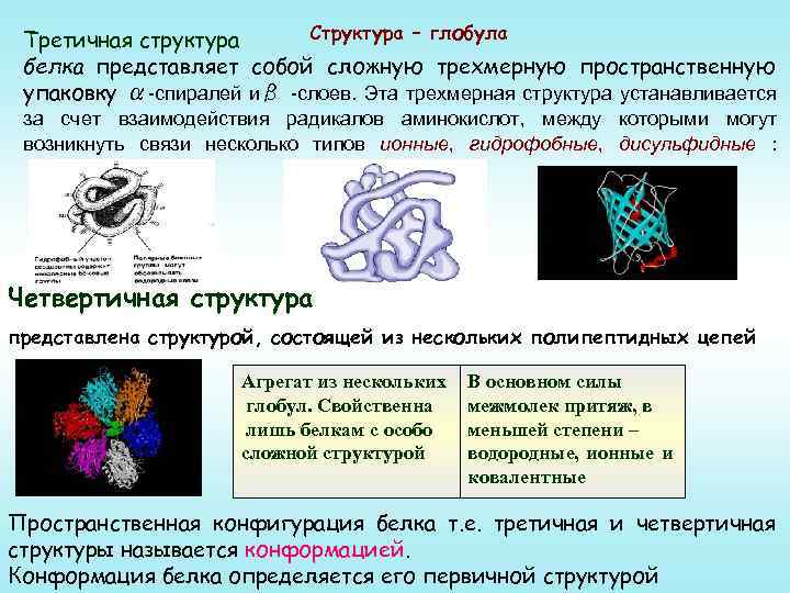 Структура белка представляет собой