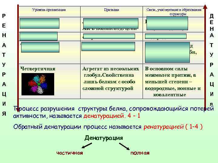 Уровень организации Р Признаки Связи, участвующие в образовании структуры Первичная Линейная последоват АК в