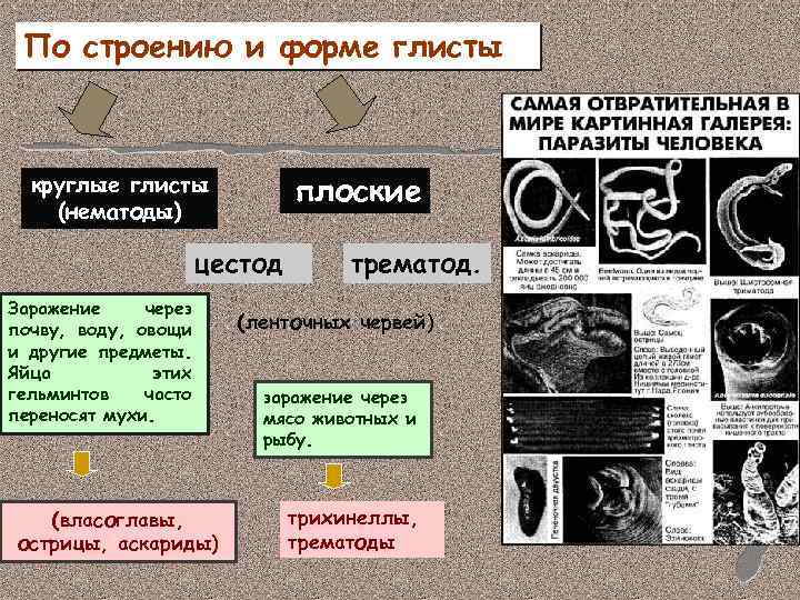 По строению и форме глисты плоские круглые глисты (нематоды) цестод Заражение через почву, воду,