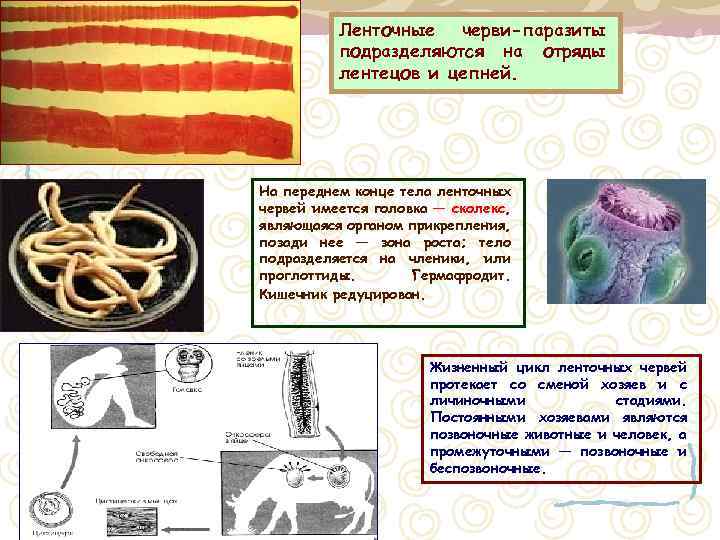 Цепни относятся к плоским червям