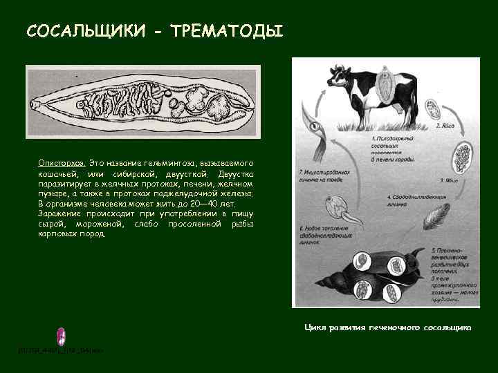 СОСАЛЬЩИКИ - ТРЕМАТОДЫ Описторхоз. Это название гельминтоза, вызываемого кошачьей, или сибирской, двуусткой. Двуустка паразитирует