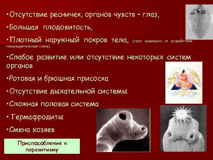  • Отсутствие ресничек, органов чувств – глаз, • Большая плодовитость, • Плотный наружный