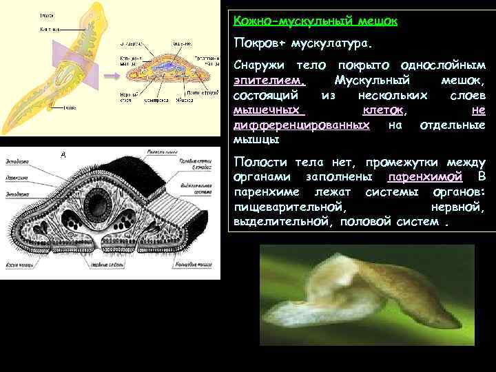 Кожно-мускульный мешок Покров+ мускулатура. Снаружи тело покрыто однослойным эпителием. Мускульный мешок, состоящий из нескольких