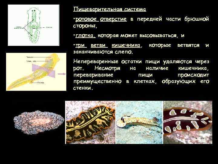 Пищеварительная система • ротовое отверстие в передней части брюшной стороны, • глотка, которая может