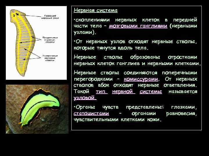 Нервная система • скоплениями нервных клеток в передней части тела – мозговыми ганглиями (нервными