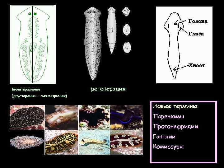 Билатеральные регенерация (двусторонне – симметричны) Новые термины Паренхима Протонефридии Ганглии Комиссуры 