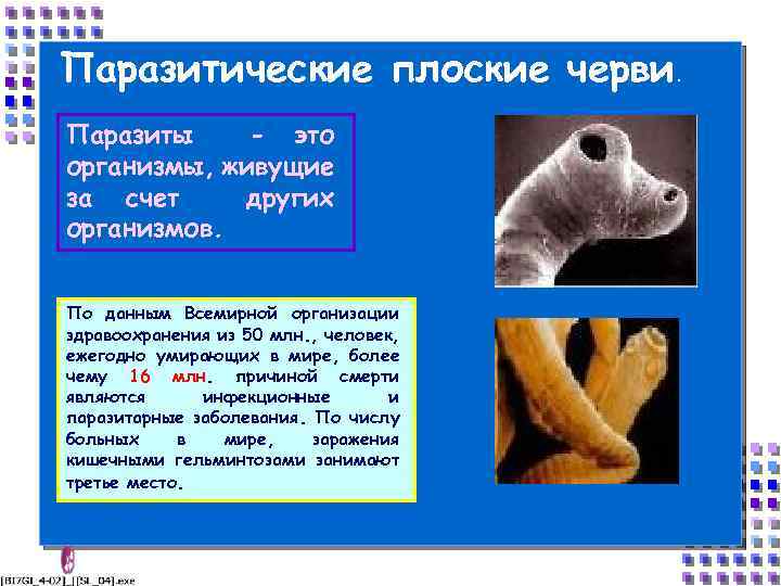 Паразитические плоские черви. Паразиты - это организмы, живущие за счет других организмов. По данным