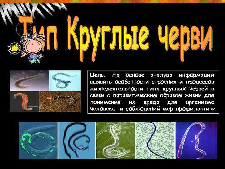 Цель. На основе анализа информации выявить особенности строения и процессов жизнедеятельности типа круглых червей