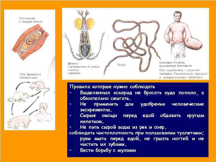Правила которые нужно соблюдать • Выделенных аскарид не бросать куда попало, а обязательно сжигать.