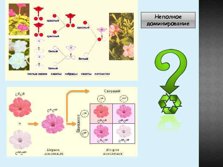 Неполное доминирование гибридов. Схема неполного доминирования биология. Неполное доминирование генотип и фенотип анализирующее скрещивание. Неполное доминирование анализирующее скрещивание. Неполное доминирование схема.