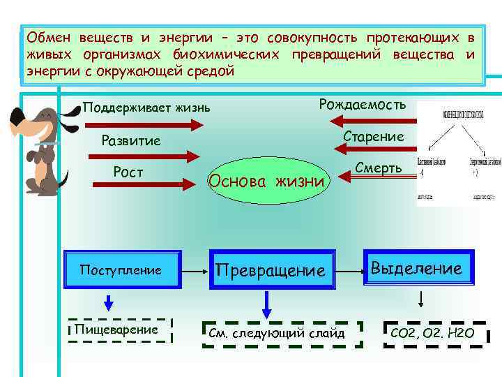 Обмен веществ протекает между