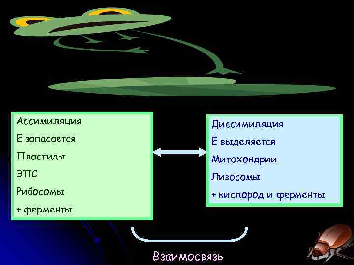 Ассимиляция Диссимиляция Е запасается Е выделяется Пластиды Митохондрии ЭПС Лизосомы Рибосомы + кислород и